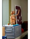 LEGO® Ideas E.T. The Extra-Terrestrial (21370)